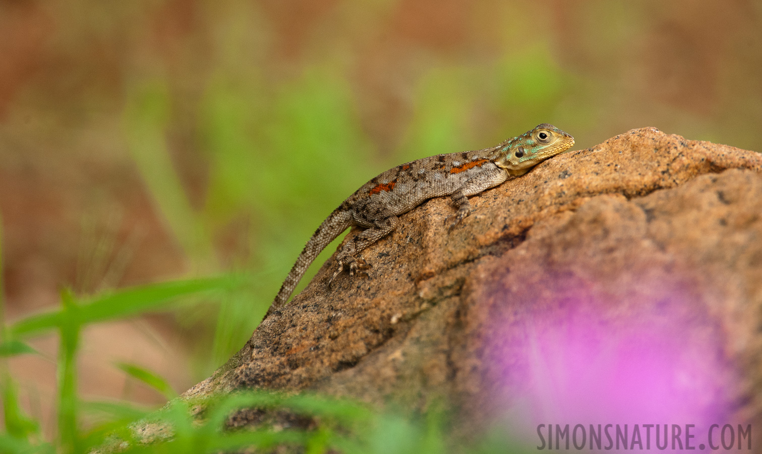 Agama lionotus [550 mm, 1/320 Sek. bei f / 7.1, ISO 1600]